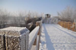 DMZ 2011 the bridge of freedom or no return