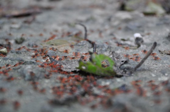 DSC_0646 (Medium) (Medium)